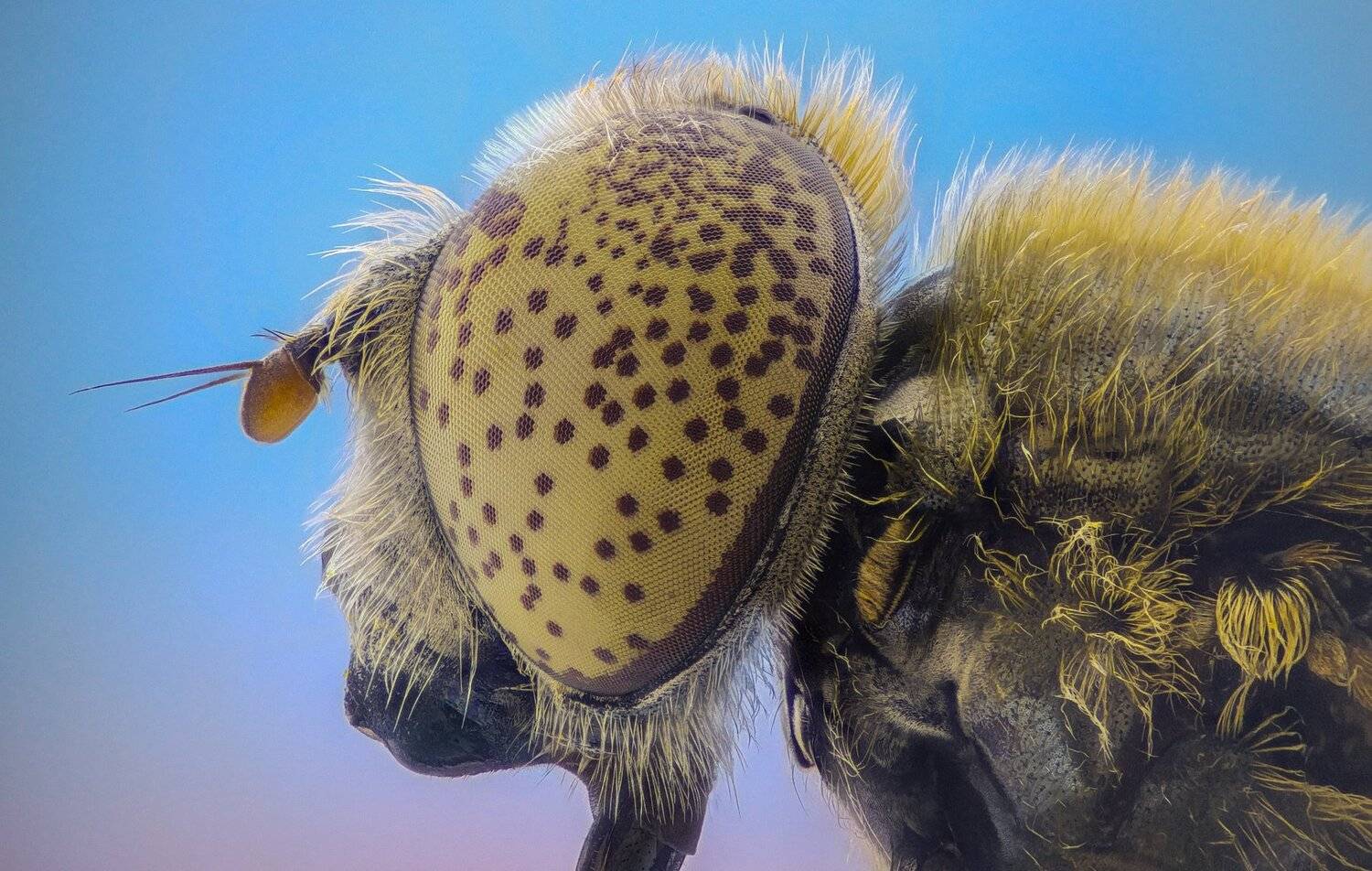 Автор: Tsvetan Ganev ceclii, macro, extrememacro, Tsvetan Ganev