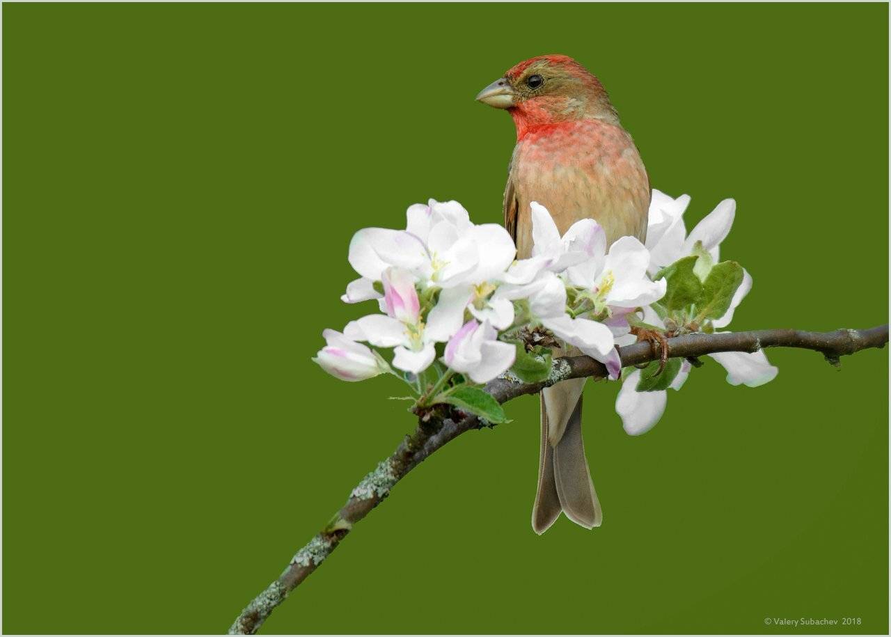 , Валерий Субачев