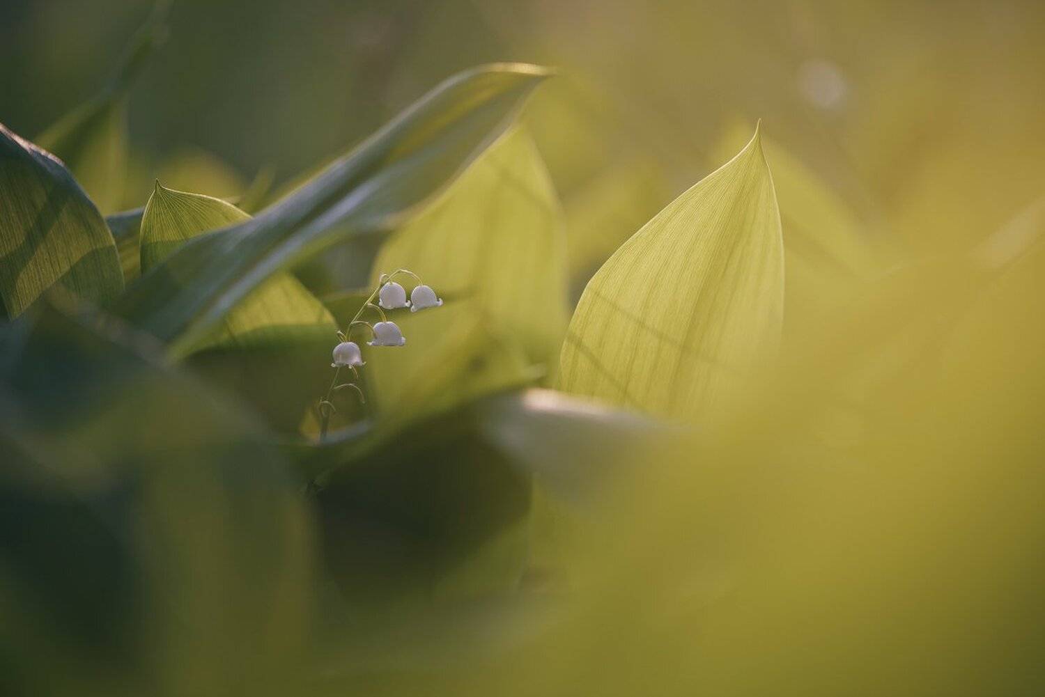 , Кузнецов Дмитрий