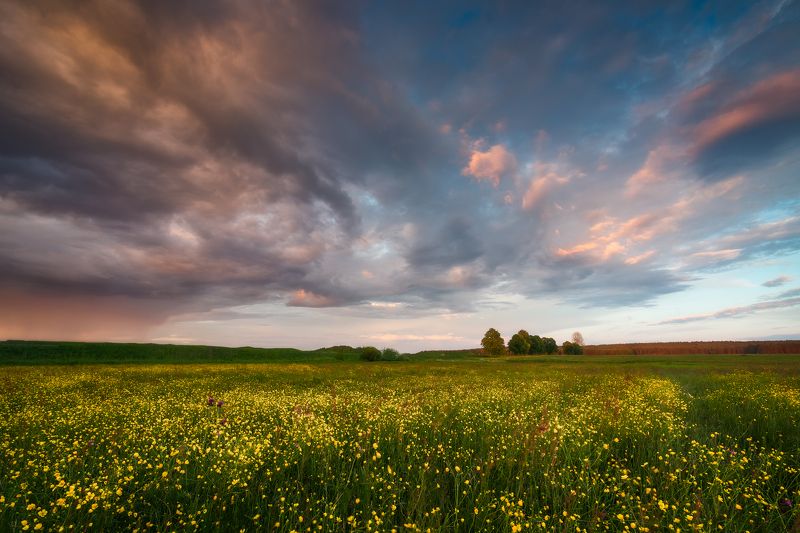 buttercups wildflowers flowers sunset sky clouds colors mood poland podlasie Buttercups... фото превью