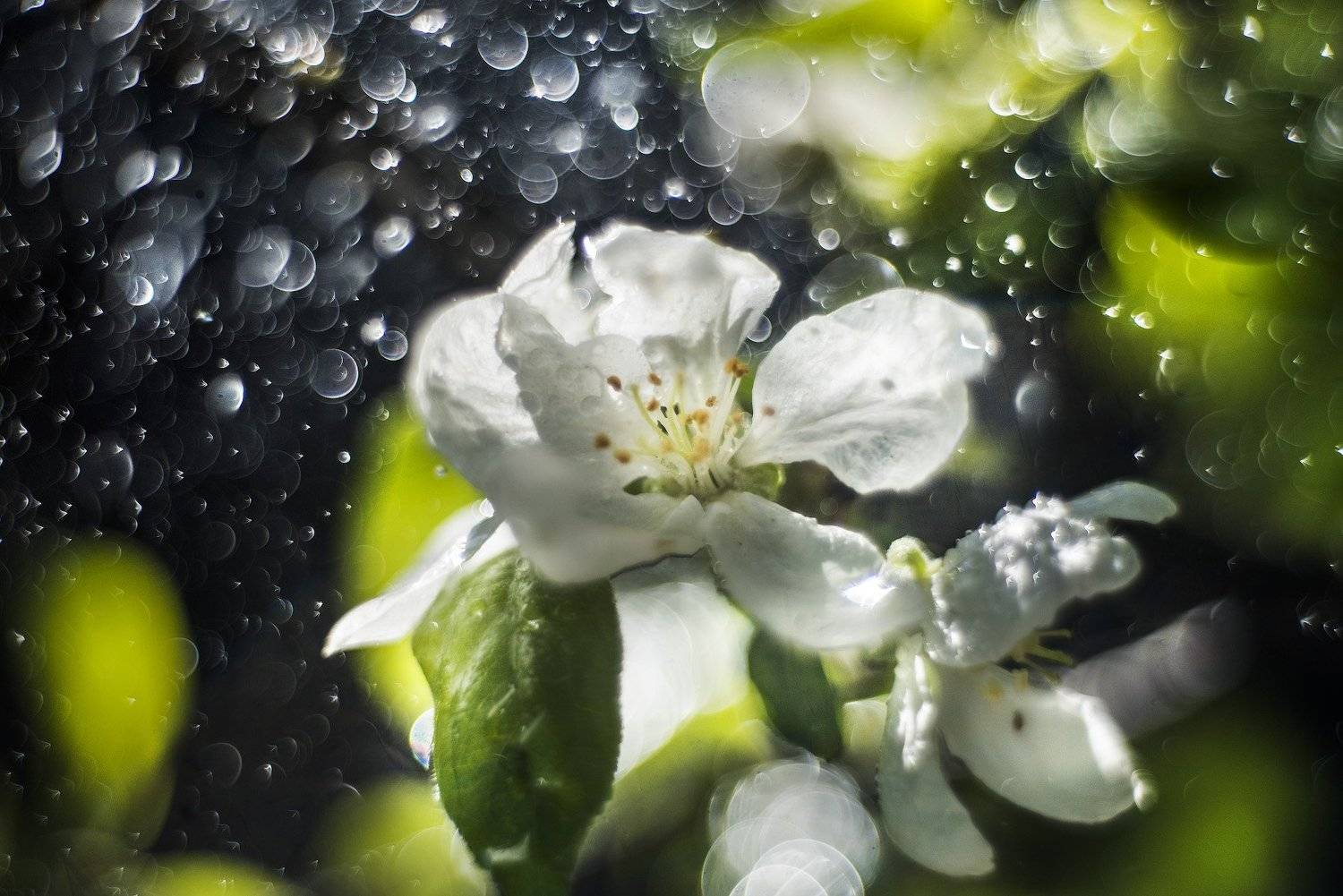 , Владислав Храмцов