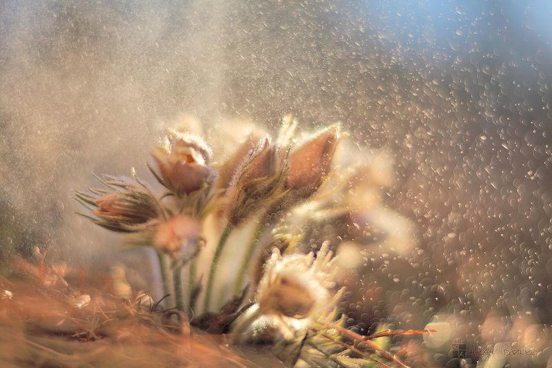 Чайная церемония.  фото превью