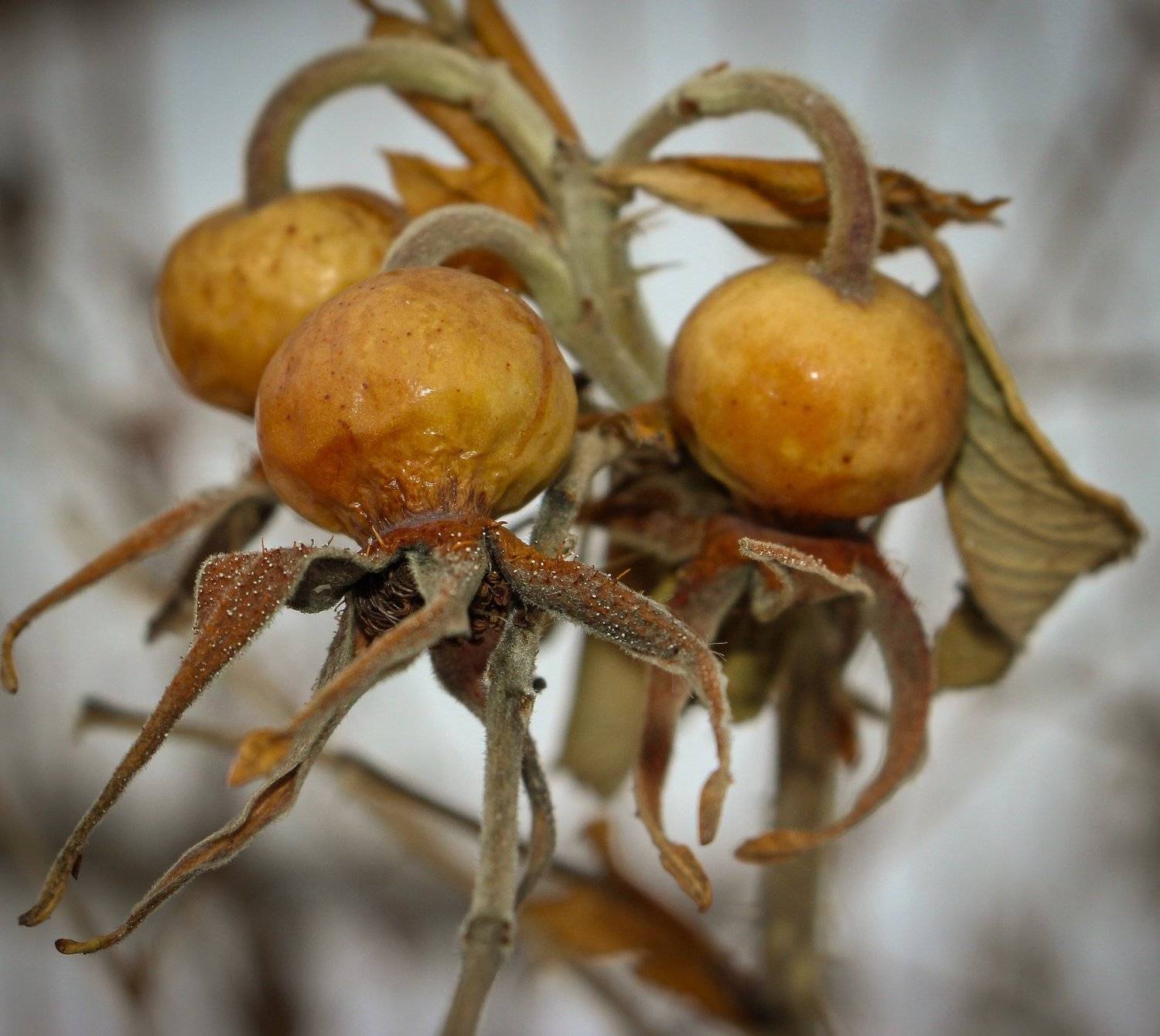 Ягоды жёлтые сухие, VLADIMIR SHCHERBAKOV