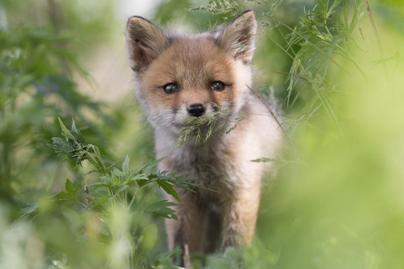 Животные, фотоохота, млекопитающие, дикая природа, лиса, лисица, лисенок Любопытство фото превью