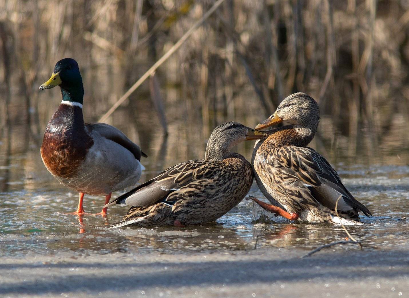 кряква, Юрий Андреев