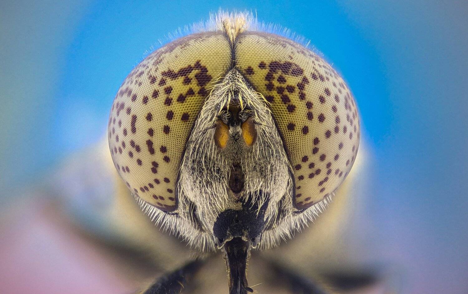 Автор: Tsvetan Ganev ceclii, macro, extrememacro, Tsvetan Ganev