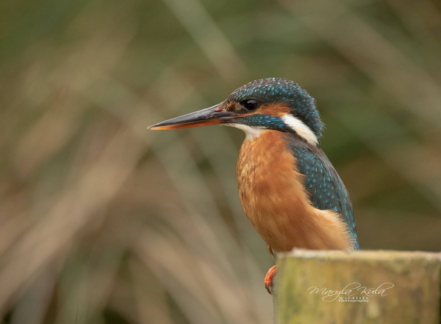 kingfisher, birds, nature, wildlife water, MARIA KULA