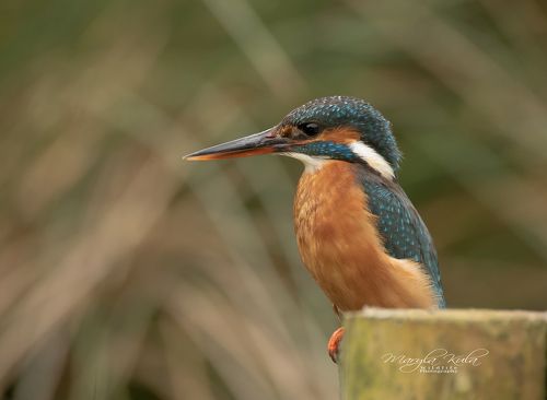 Kingfisher (f)