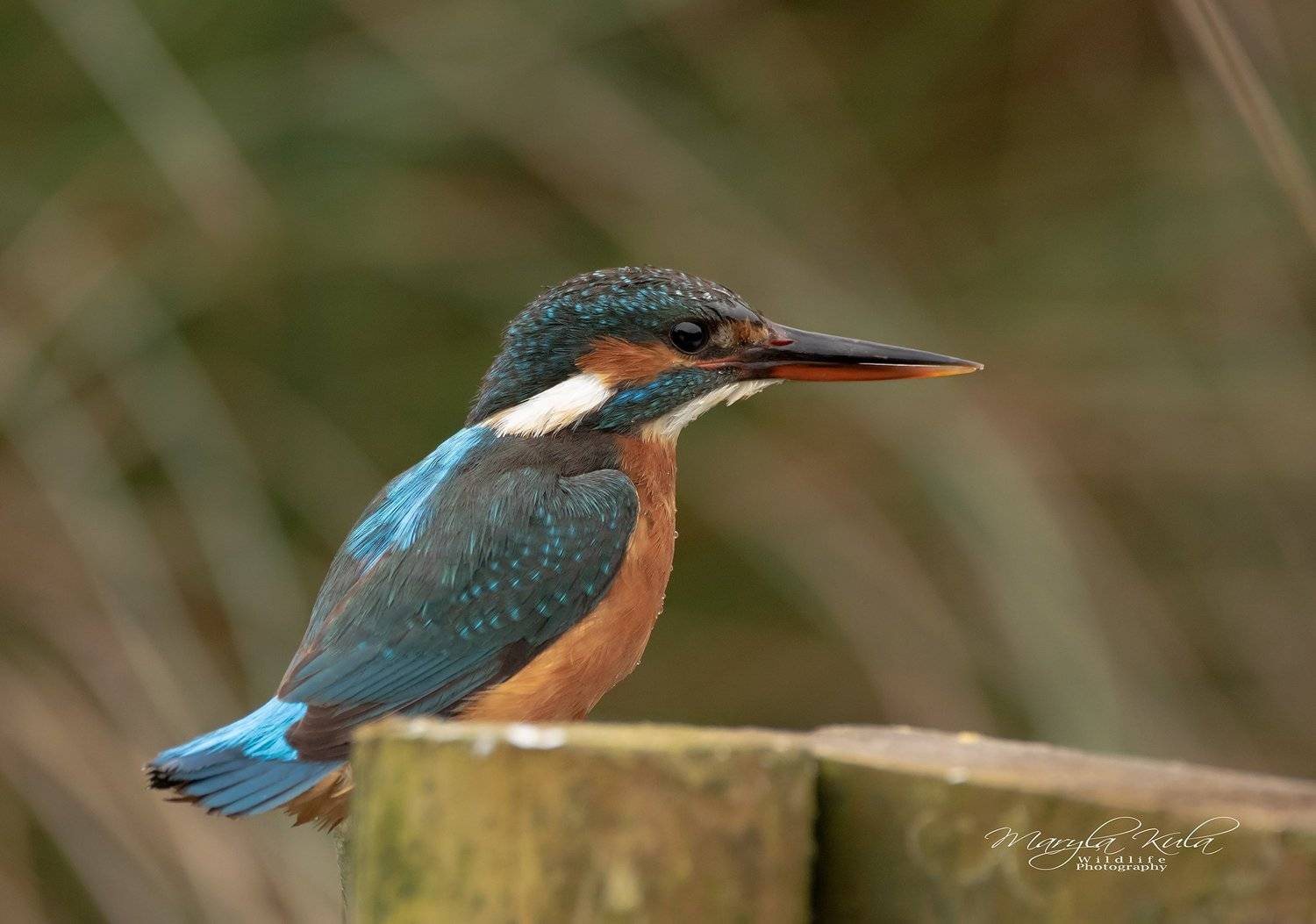 kingfisher, birds, nature, wildlife water, MARIA KULA