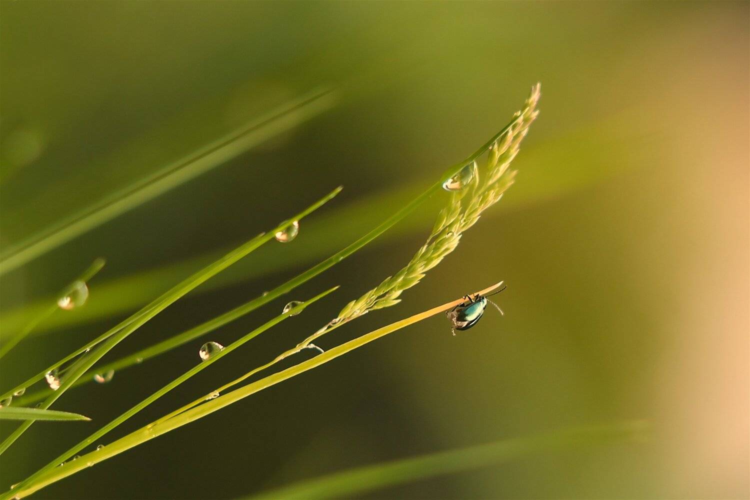 , Эдуард Колобошников