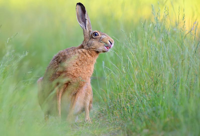 Kicaj фото превью