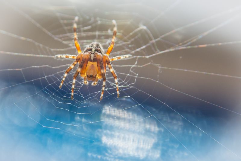 Spider фото превью