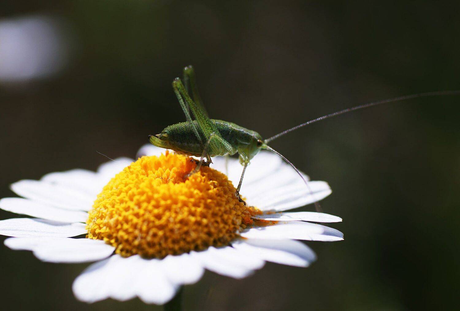 , Красимир Георгиев