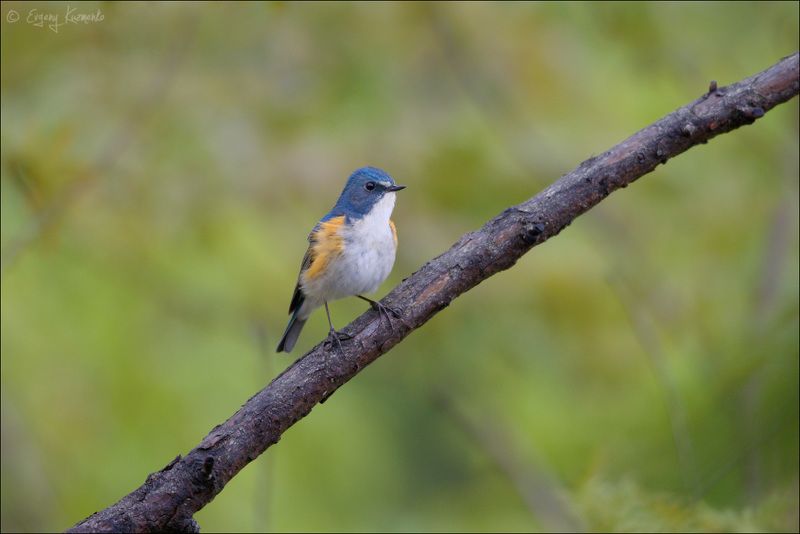 сахалин, птицы сахалина, синехвостка Синехвостка фото превью