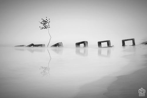 A Tree in the sea