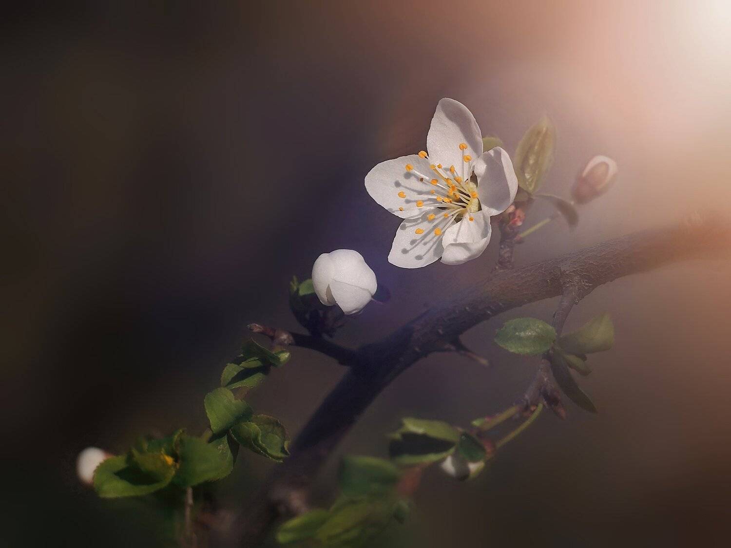 , Mihalych