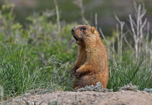 Наших  бьют