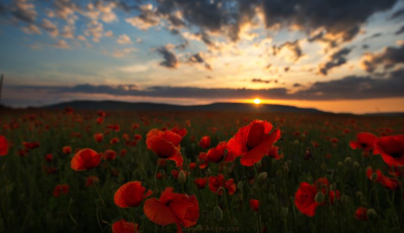 закат, маки, лето, русское поле, крым, Русское поле фото превью