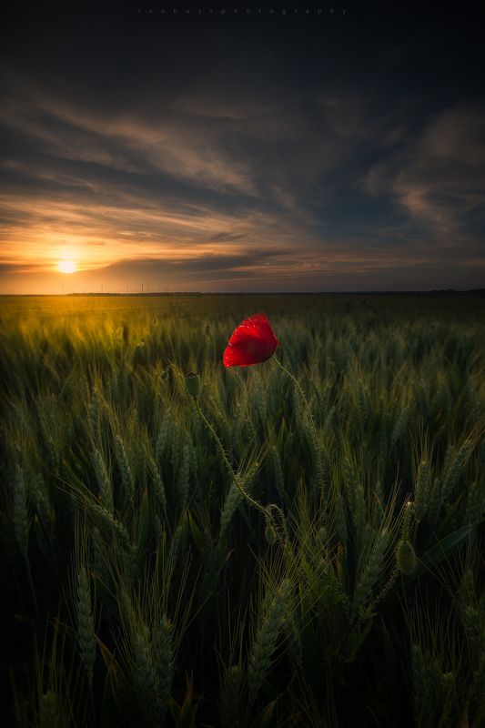 Fields