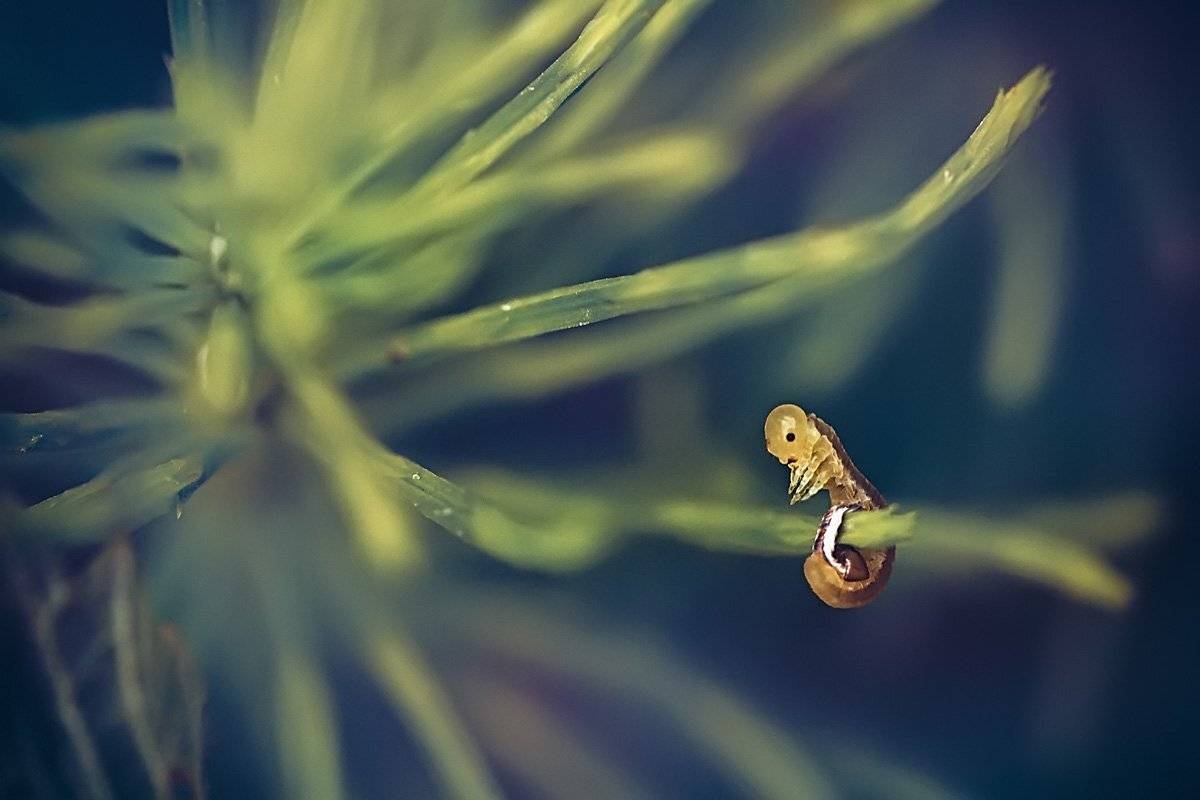 гусеница,макро,жук,личинка,зелень,трава, Юрий Котов