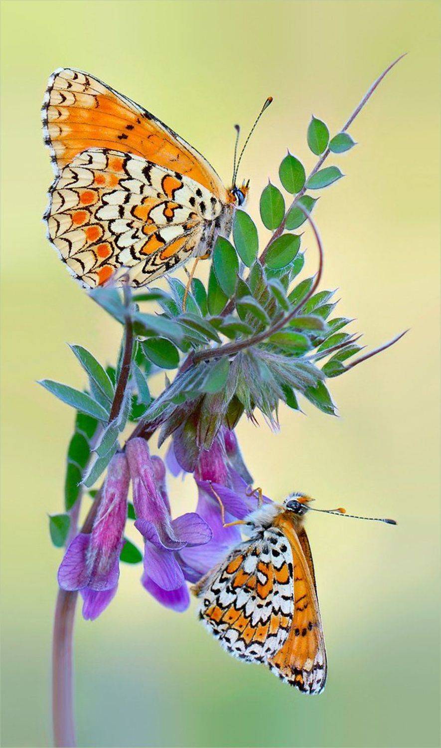 , Елена Елена