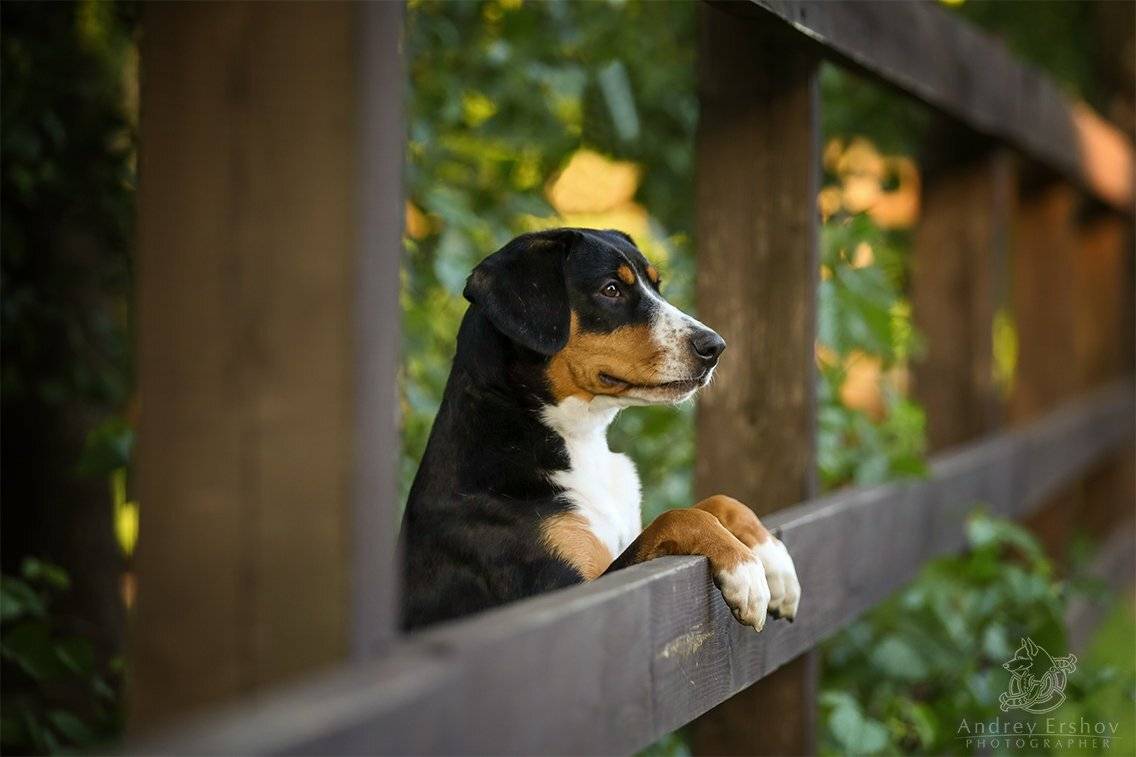 , Андрей Ершов