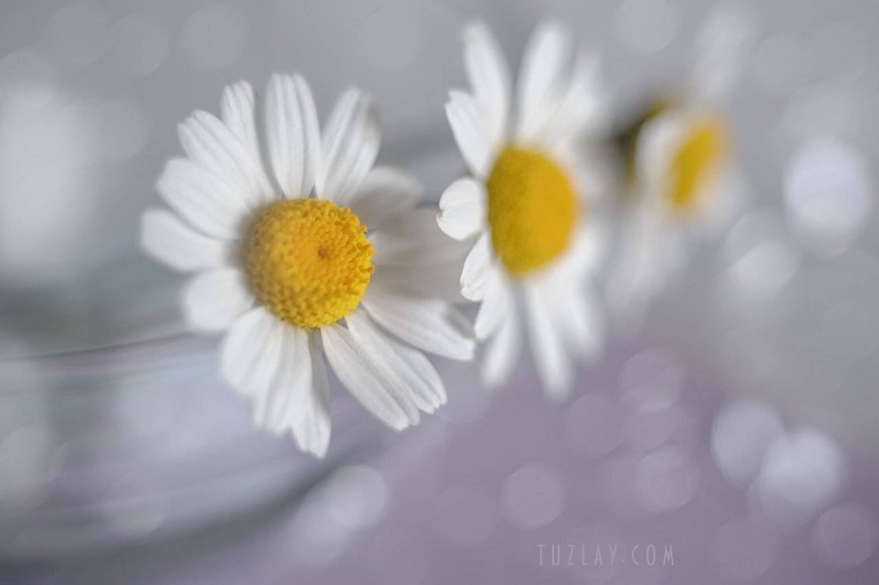 ромашки, белые ромашки, софт фокус, боке, Владимир Тузлай