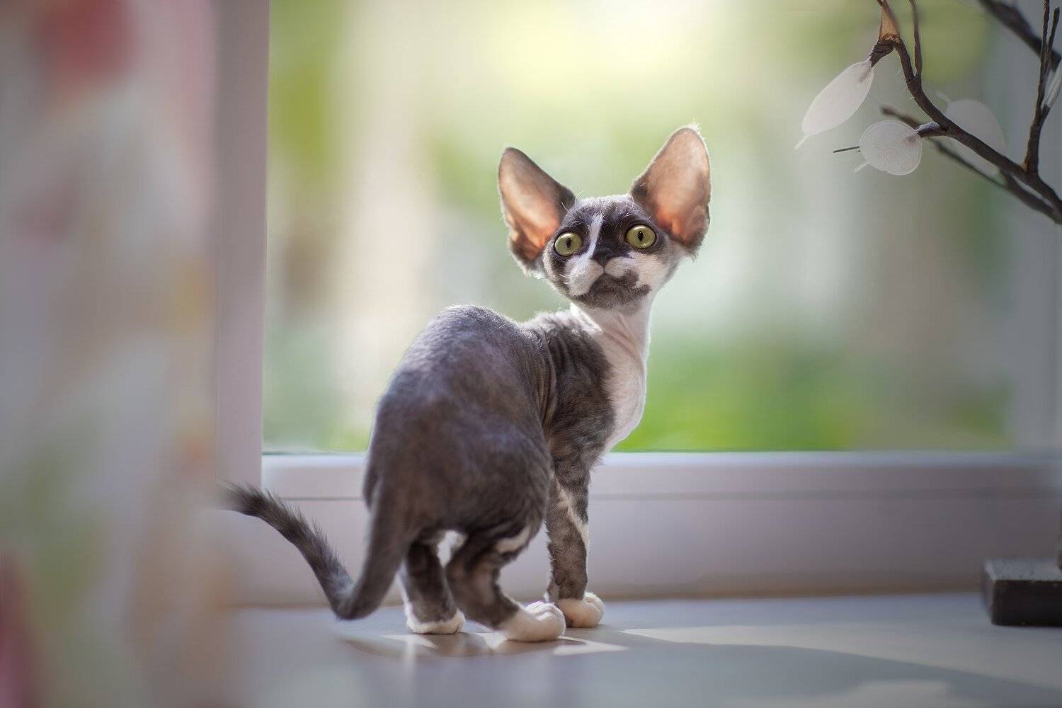 , Светлана Писарева