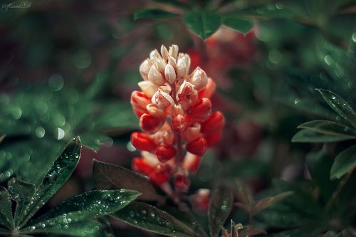 Люпин после дождя