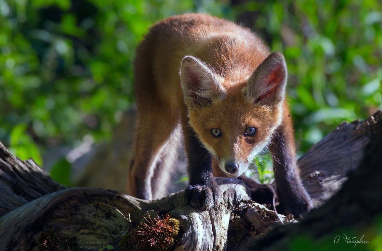 лиса, лисята, портрет, Александр Чибиркин