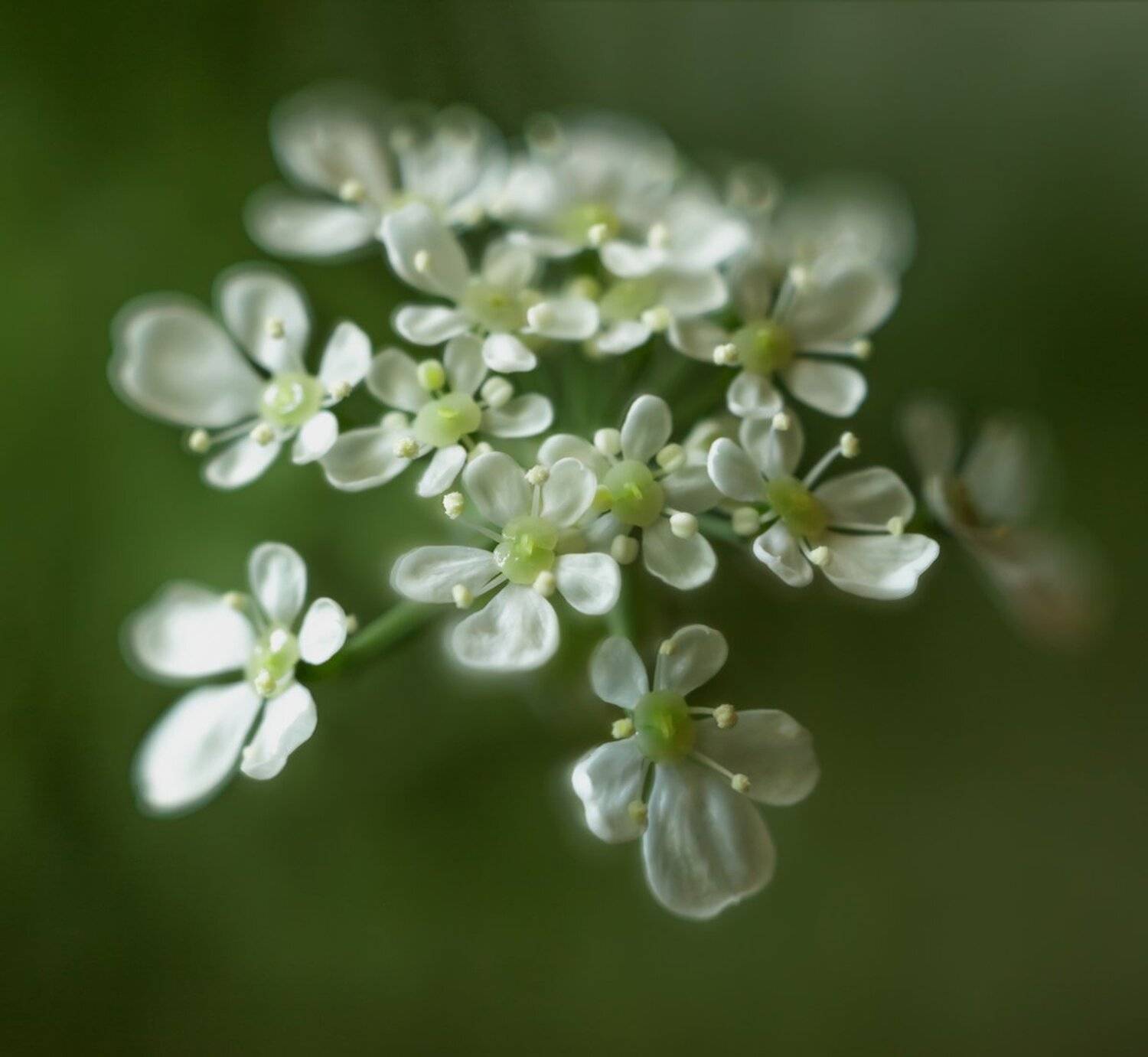 , Николай Андреев
