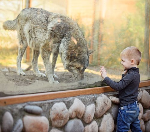 Встреча с волком