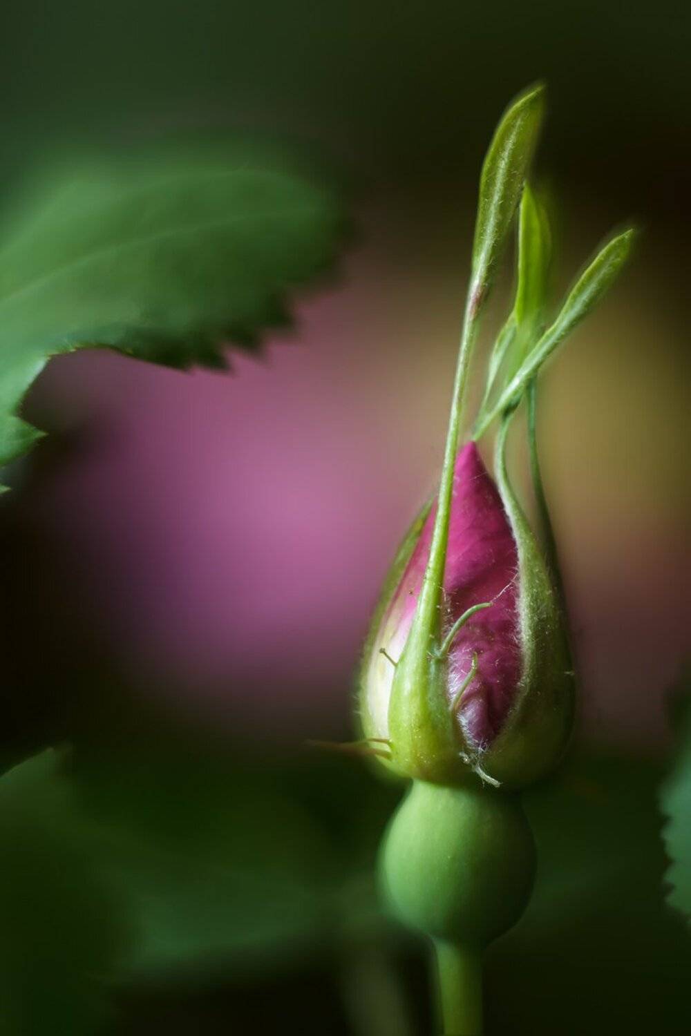 , Николай Андреев