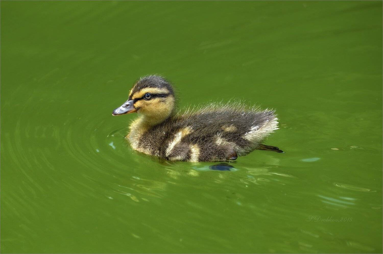утки, животные, фауна, вода, зелёный, Sergey Drobkov