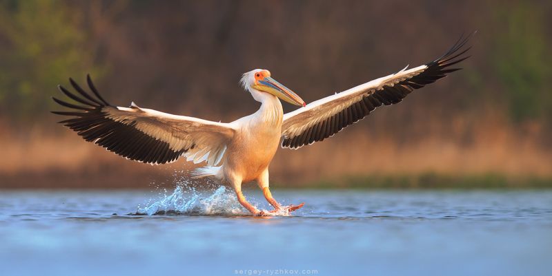 пеликан, Кинбурн, Украина, природа, птицы, животные, nature, birds, pelican, ukraine, wildlife, animal. На посадку! фото превью