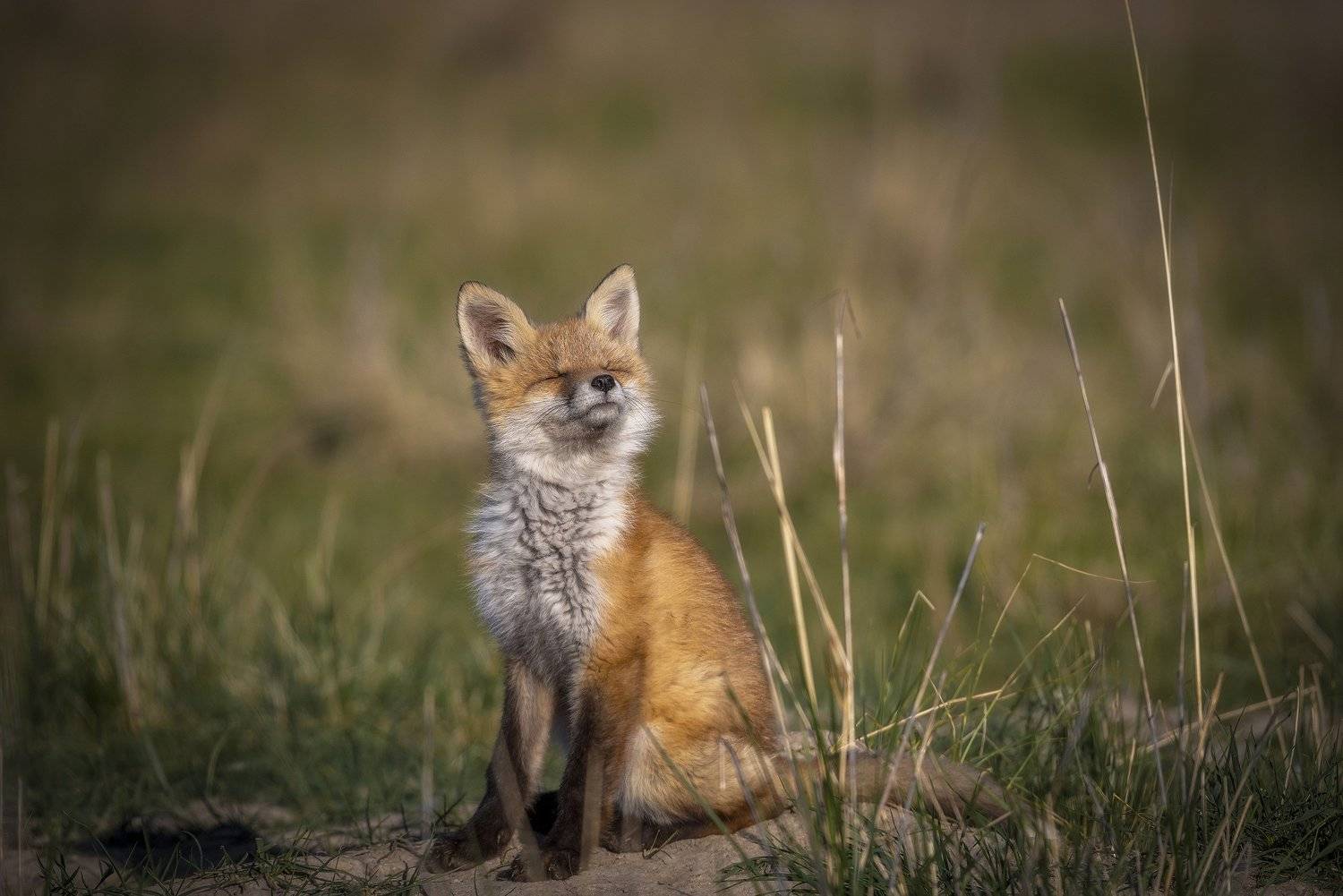 , Александр Макеев