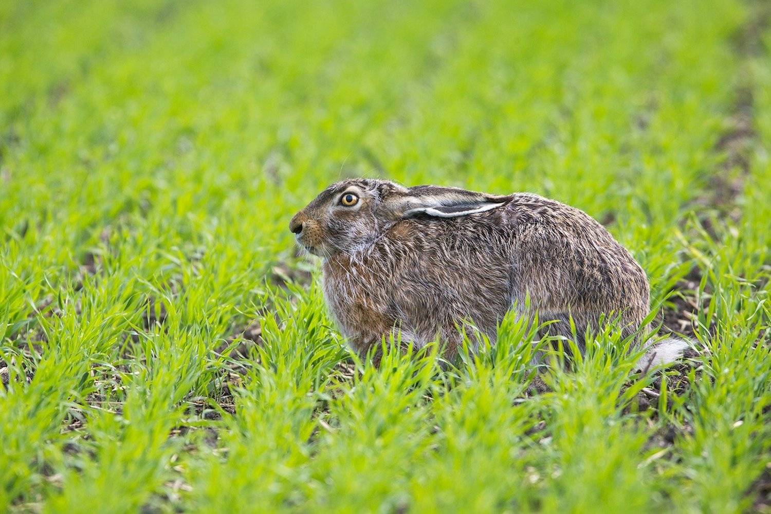 haze, wildlife, animals,заяц, дикая природа, животные, Голубев Дмитрий