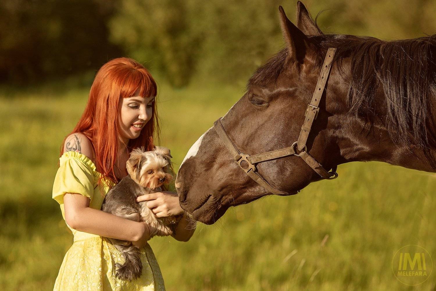 йорк , собака , лошадь , животные , друзья , рыжая, SERGEI MELEFARA