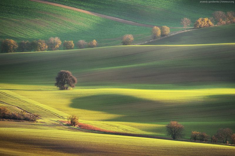 пейзаж, природа, дерево, моравия, чехия, осень Autumn fields of Moravia фото превью