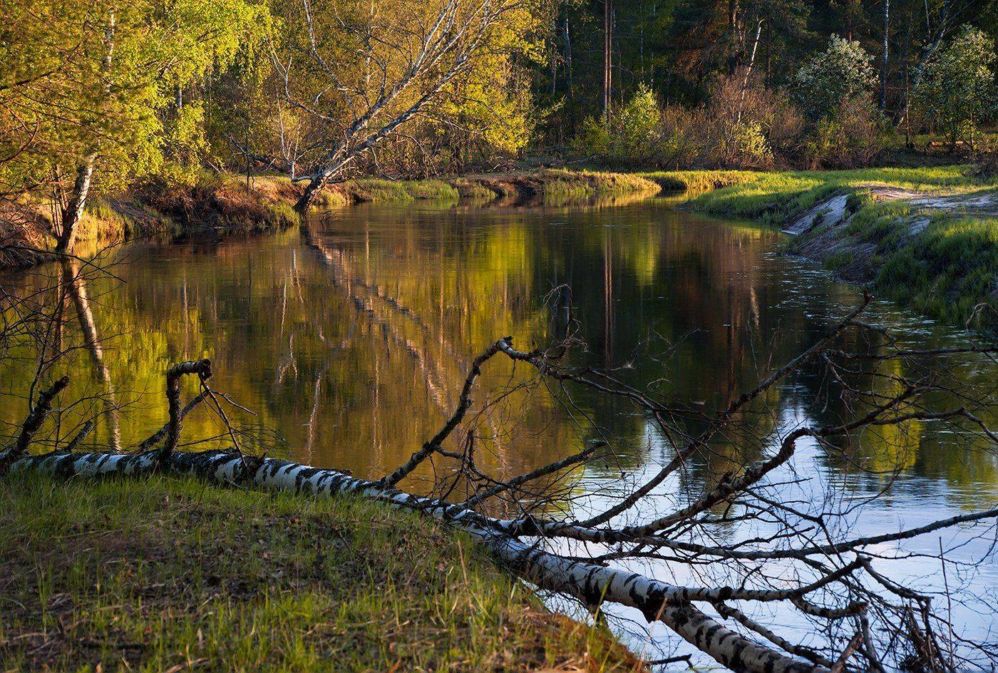 мещёра, весна, река, лес, разлив, паводок, берёзы, молодая листва, майские праздники,, Валерий Пешков