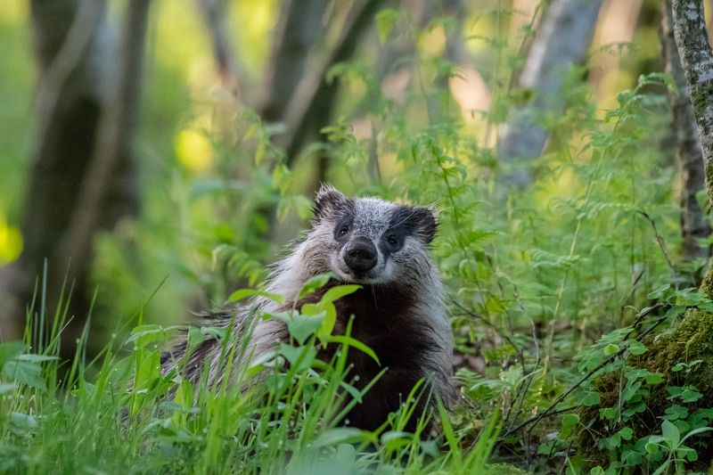 European badger European badger (Meles meles) фото превью