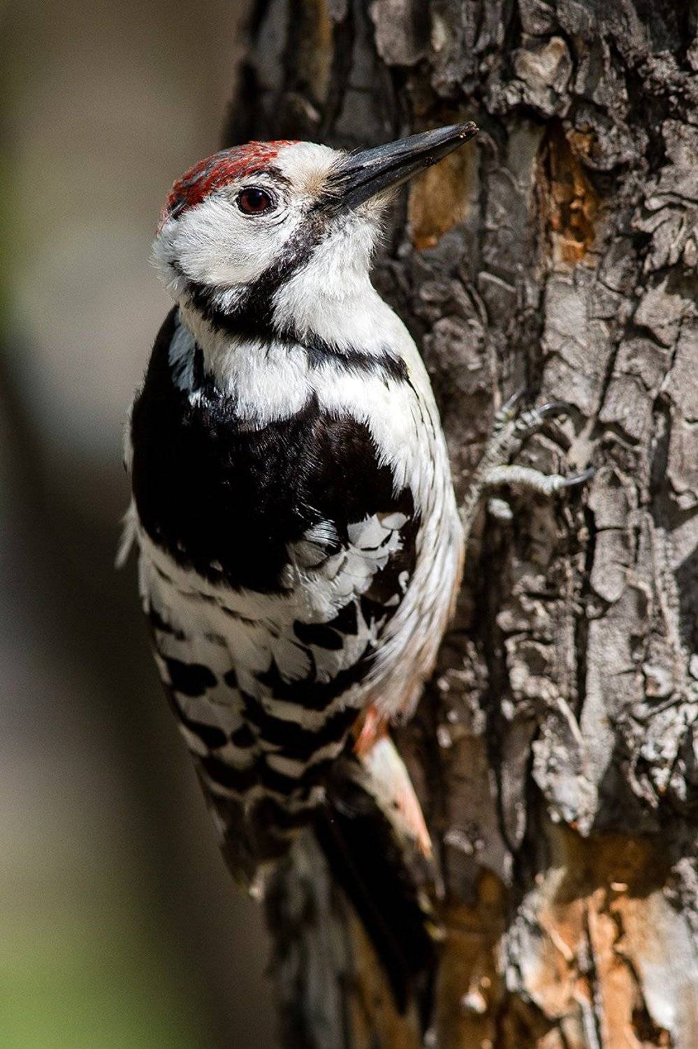 , Сосновских Вячеслав