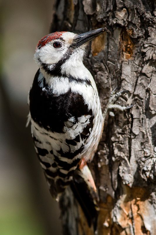 Дятел фото превью