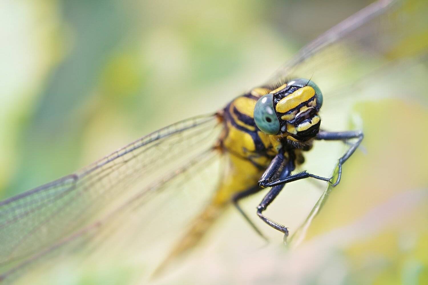 стрекоза,глаза,цвет,свет,лист,насекомое,жук, Юрий Котов