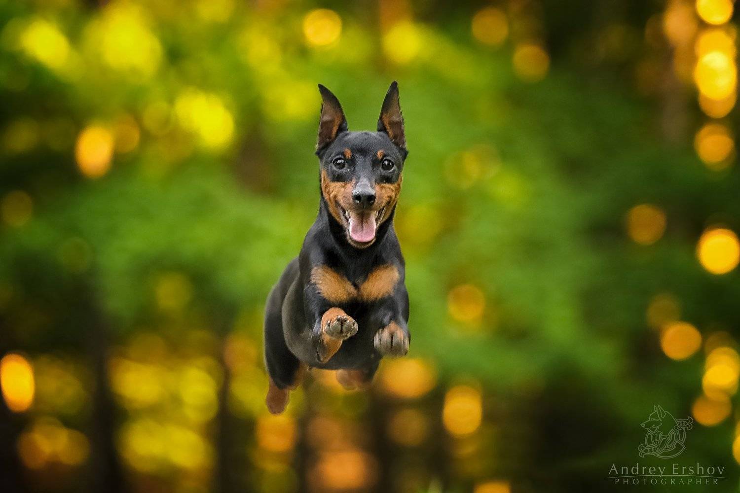 , Андрей Ершов