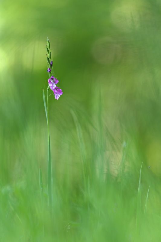 шпажник, гладиолус, черепитчатый, gladiolus, imbricatus, apterus, самарский лес Дикий гладиолус фото превью