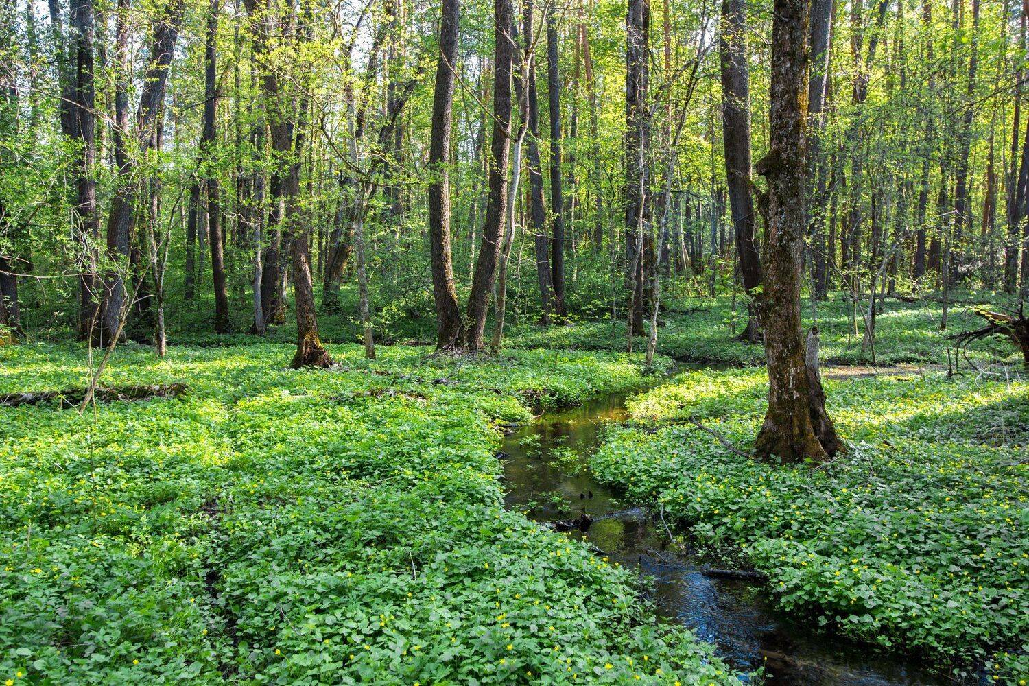 , Руслан Востриков