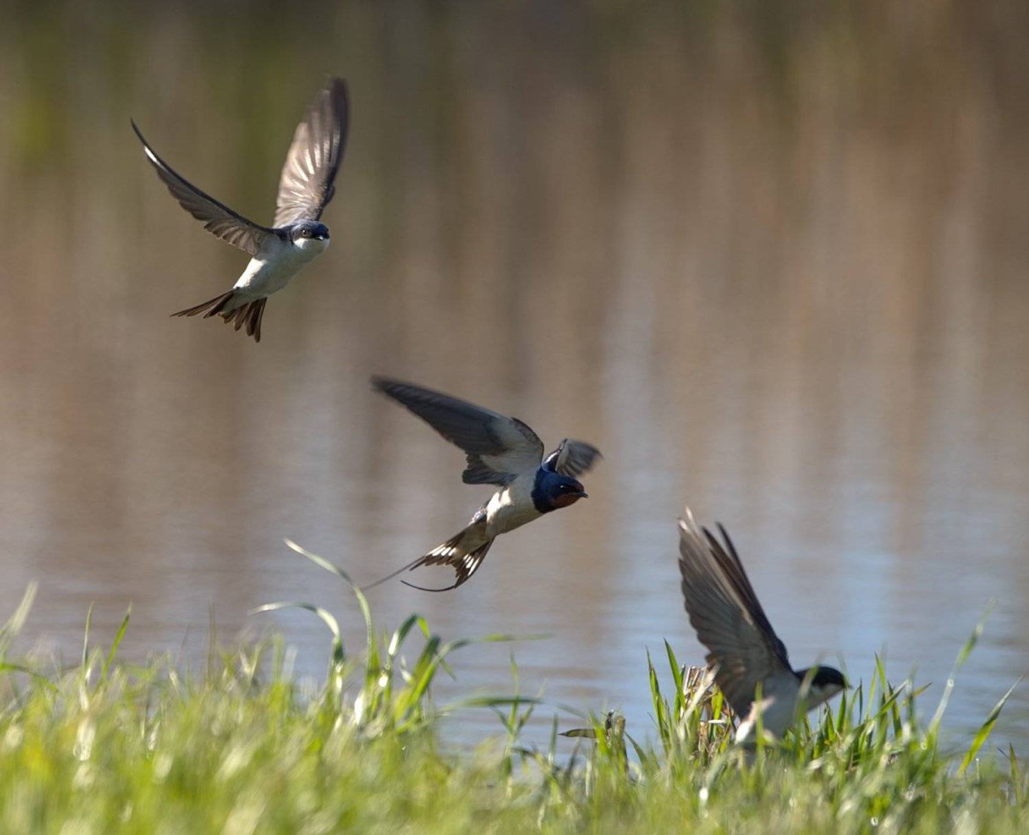 ласточки, пруд, строительство, Александр Смолкин