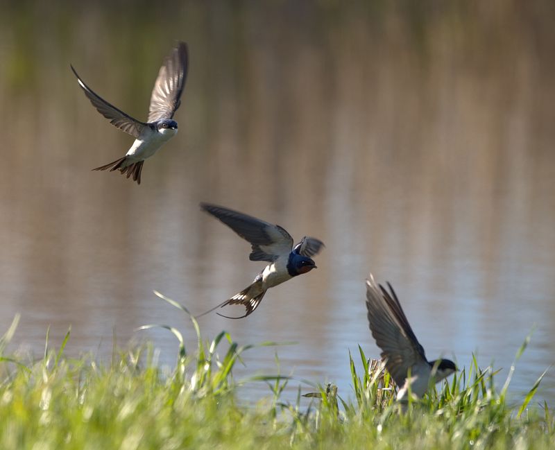 ласточки, пруд, строительство Очередь на загрузку фото превью