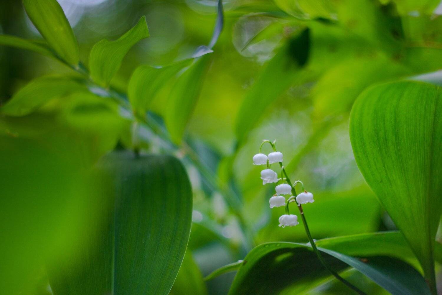 , Руслан Востриков